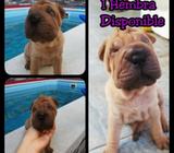 Última Hembra Sharpei