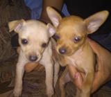 Se Vende Chihuahua Puros (250 Negociable