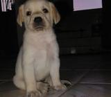 Se Vende Labrador Negociable