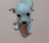 Vendo Chihuahua