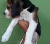 Beagle Macho Puro