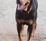 Busco Novia Rottweiler Soy Muy Cariñoso