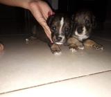 Se Vende Cachorros Metizos Cocker