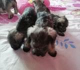 Se Vende Schnauzer Mini 300