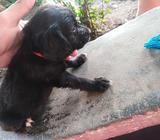 Se Venden Perritos Cockerpo 1mes Y Medio