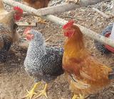 SE VENDE GALLINA DE PATIO (ORGÁNICA)