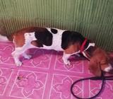 Vendo Perrita Basset Hound