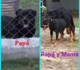 Rottweiler en Venta