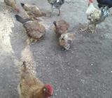 Vendo Gallinas