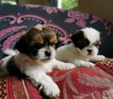 Cachorros Shih Tzu