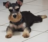 Schnauzer Mini para Cruza