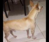 Chihuahua Busca Novia en Santiago Centro